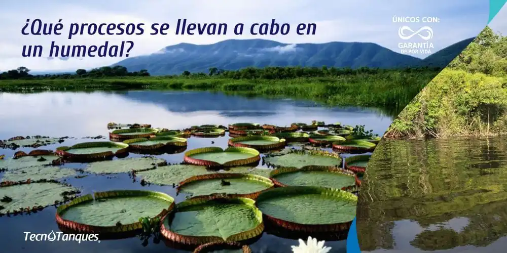que-procesos-se-llevan-a-cabo-en-un-humedal