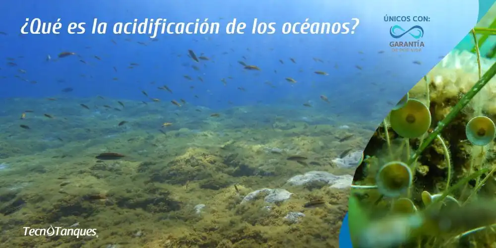que-es-la-acidificacion-de-los-oceanos